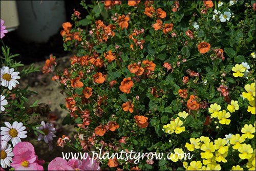 A combination of Nemesia Flirtation orange and yellow and white Sunsation Nemesia.
